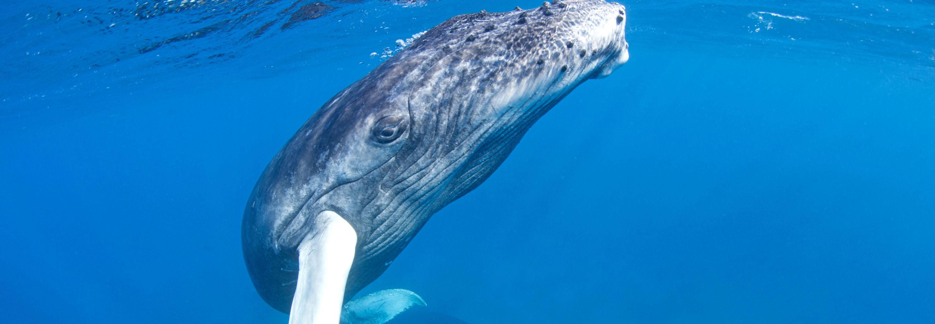 Close-up of humpback whale under water