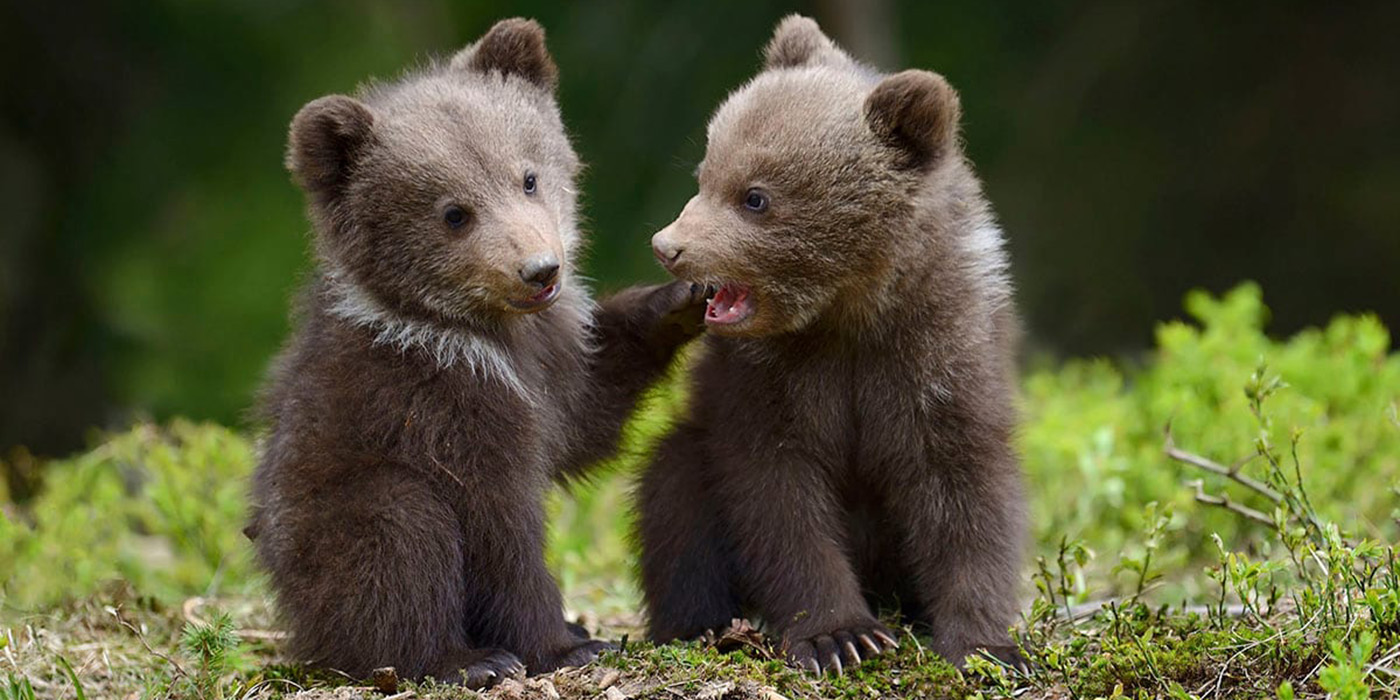 Brown Bears