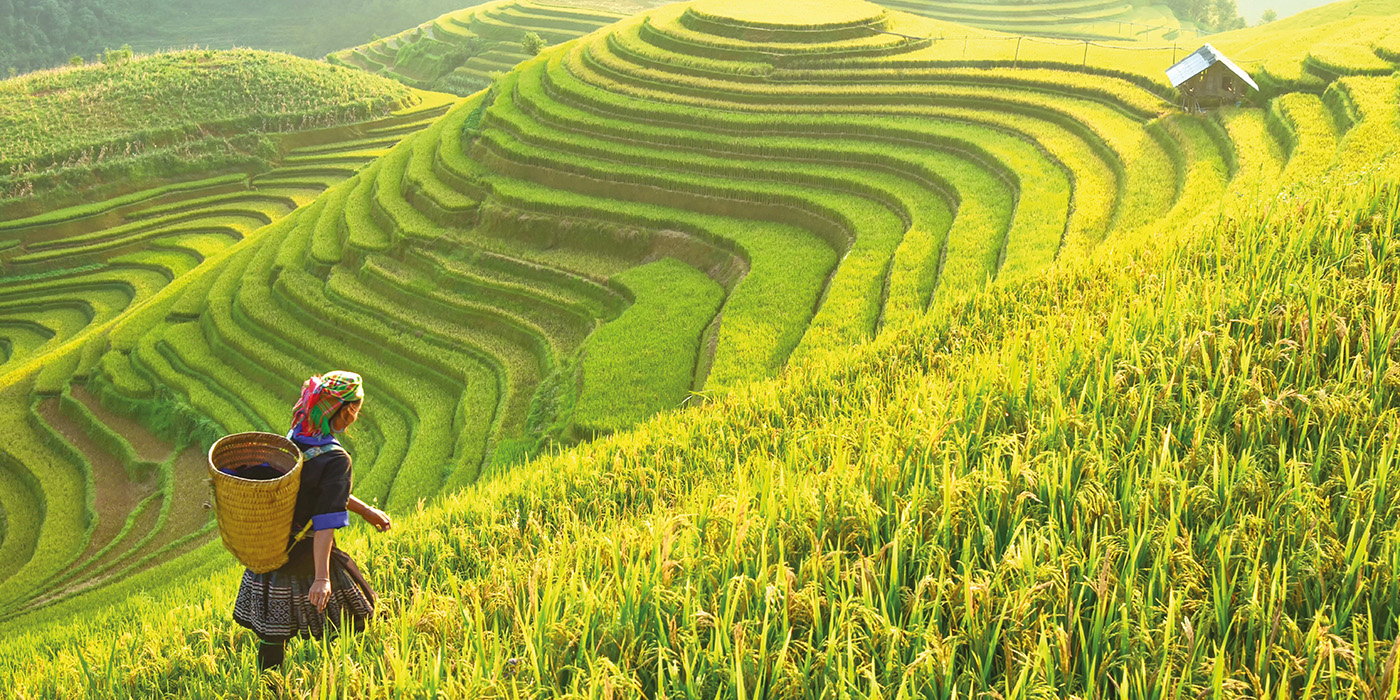 Person walking through rice fields in Vietnam