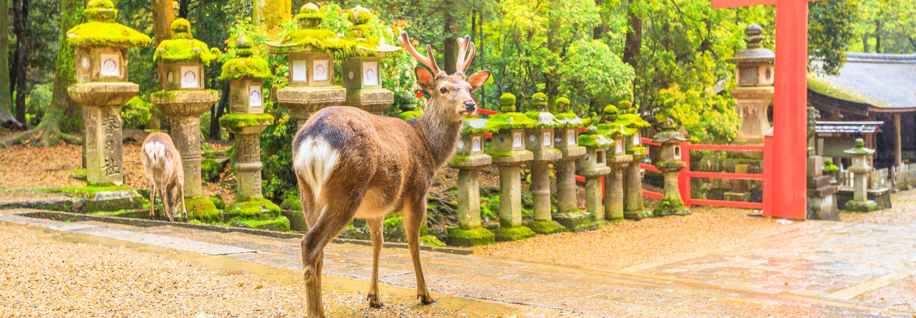 Meet the resident deer in Nara Park, Japan