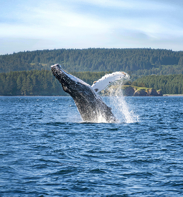 Humpback whale breaching in Alaska