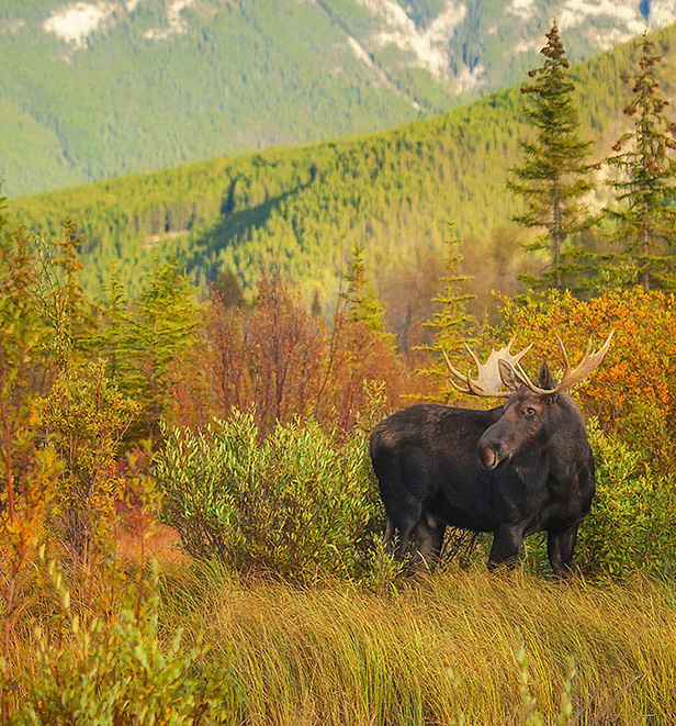 Moose in Banff, Canada