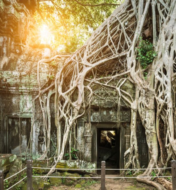 Nature takes over in the Angkor Wat temple complex
